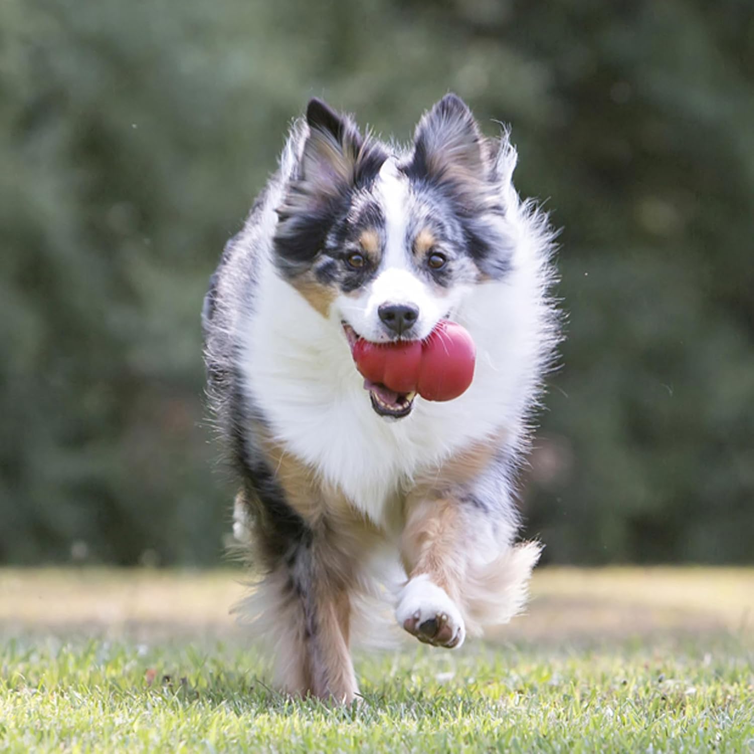KONG Classic Stuffable Dog Toy, Natural Rubber Chew, for Large Dogs - Image 3