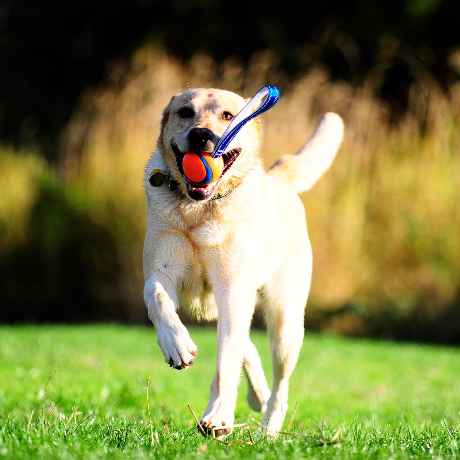 Chuckit! Ultra Tug Dog Toy, Medium, Fetch & Tug Ball for Dogs 20-60 Pounds - Image 2